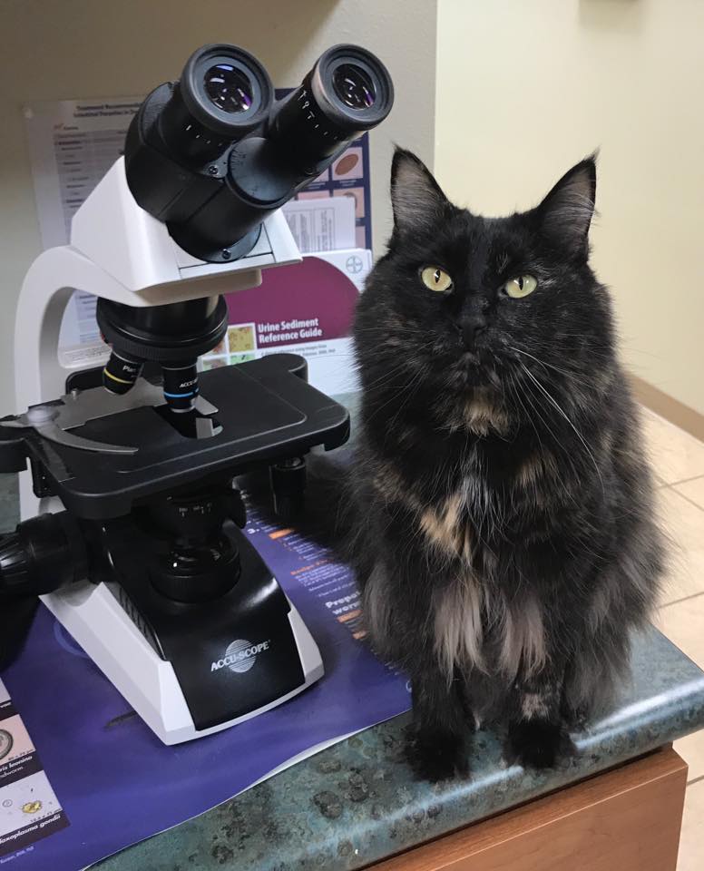Nixie, Clinic Boss Cat