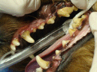 dental before dental before