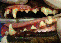 dental after dental after