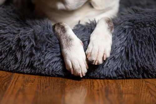 Dog Paws