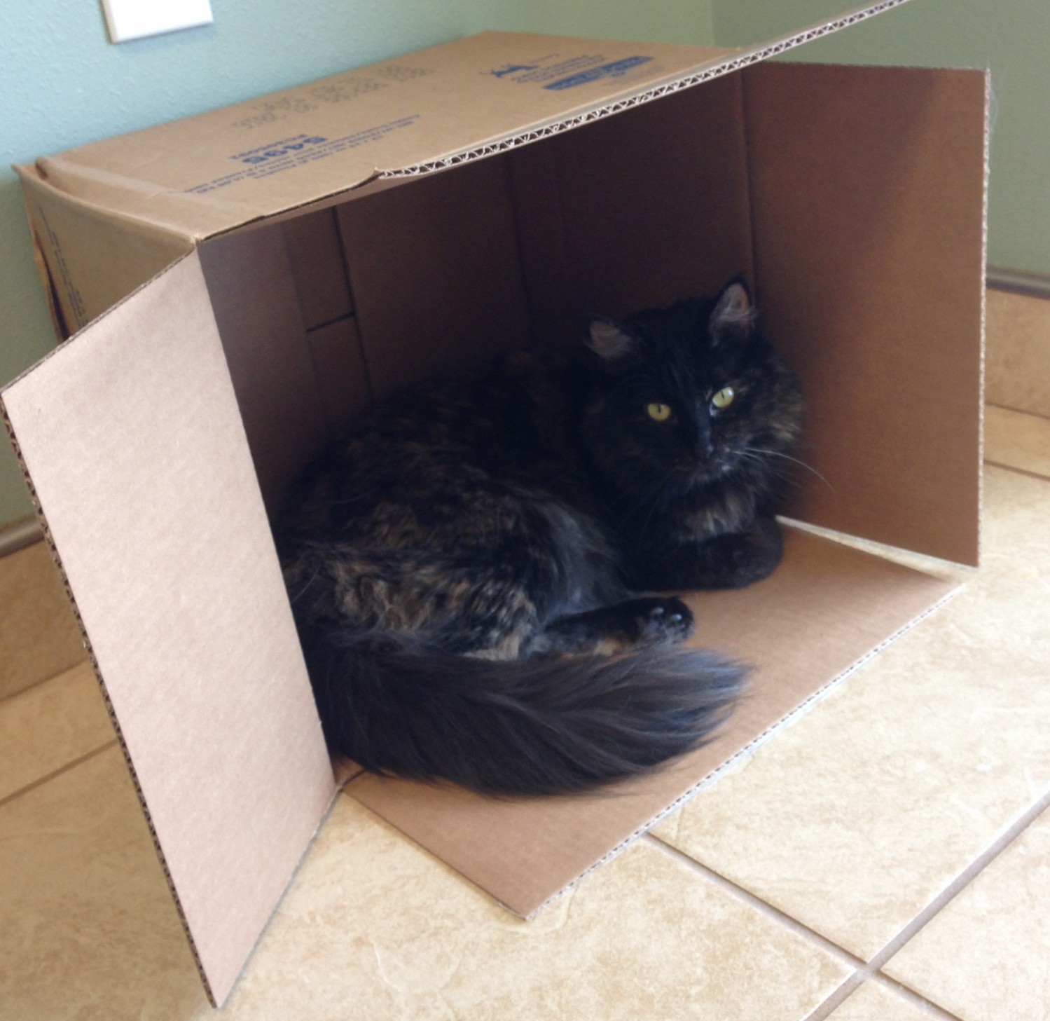 black cat in box